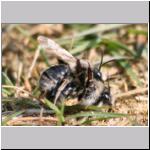 Andrena vaga - Weiden-Sandbiene 16.jpg